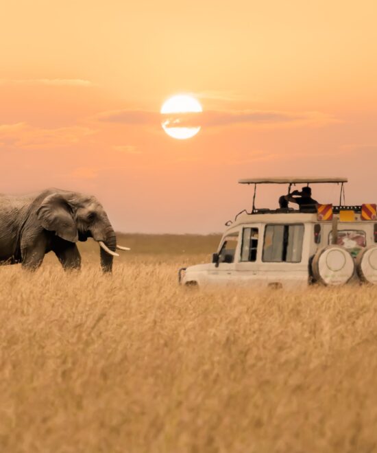 Best Time to Visit Kenya for Safari Experience