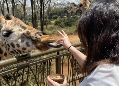 Nairobi Tour- Day Trip National Park, Giraffe Centre & David Sheldrick With Lunch At Carnivore Restaurant