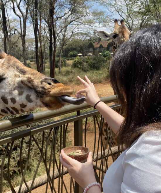Nairobi Tour- Day Trip National Park, Giraffe Centre & David Sheldrick With Lunch At Carnivore Restaurant